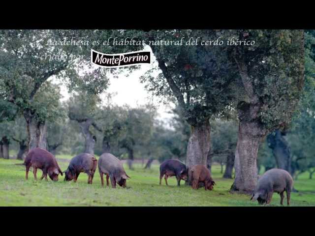 Monteporrino.  De la dehesa... lo mejor
