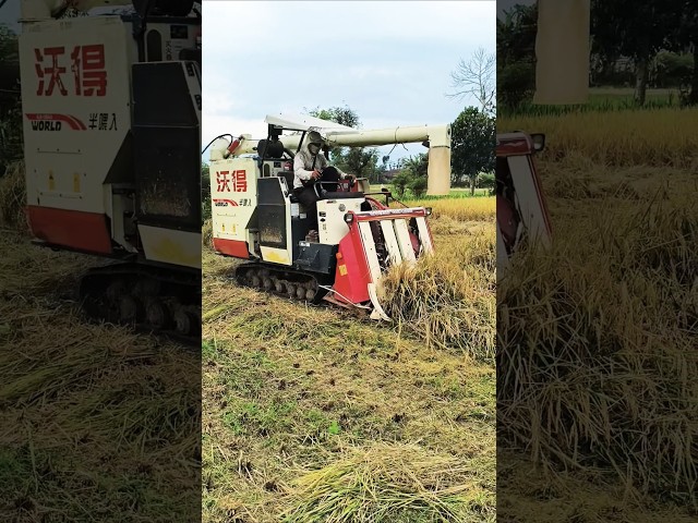 COMBINE HARVESTER WORLD eps 86 #kombisawah #combineharvester #automobile