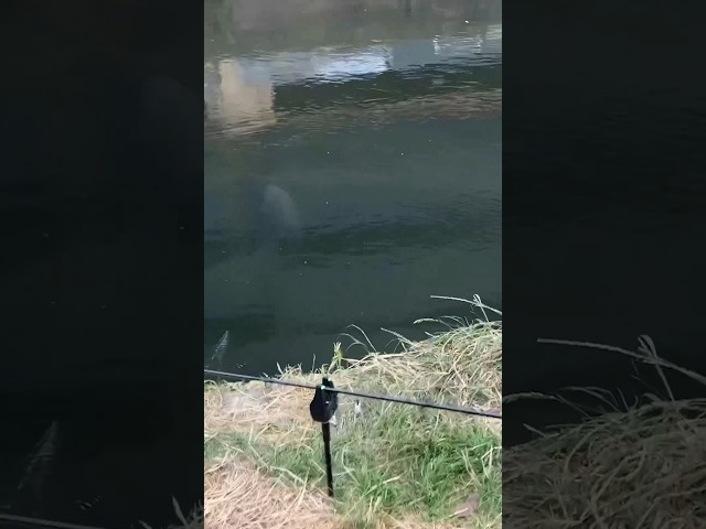 We love this bitof footage and it really encapsulates Alfie Russell’s buzz! Seeing the fish emerge👌