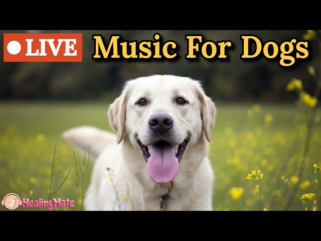 🔴24 Hours of Dog Music🎵🐶Calming Music for Dogs💖Soothing Music for Stress Relief & Separation Anxiety