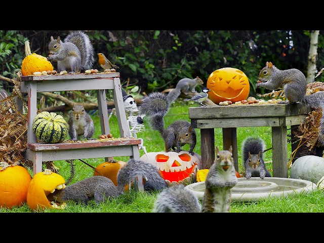 🔴 CAT TV 24/7 🎃 Halloween Birds & Squirrels Search the Pumpkin Patch 🕊️ TV for cats to watch HDR