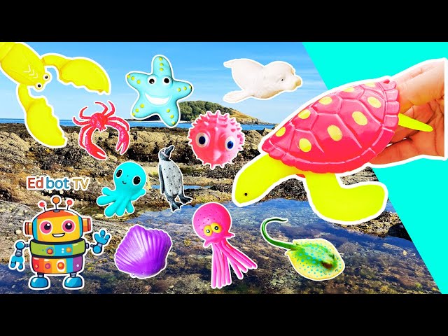 Learn Sea Animal Names for Kids by the Island: Turtle Octopus Lobster Oyster Blue Spotted Stingray