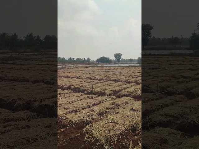 ಶುಂಠಿ ಬೆಳೆ ಬೆಡ್ ಸಿಸ್ಟಂನಲ್ಲಿ ನೆಡುವಿಕೆ | ಉತ್ತಮ ಬೆಳವಣಿಗೆಗೆ ಸರಿಯಾದ ವಿಧಾನ#ginger #farming #agriculture
