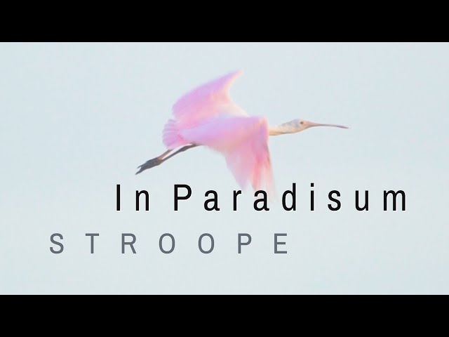 IN PARADISUM  - Z. Randall Stroope (new 6-mvt work , SATB/Chamber Ensemble)