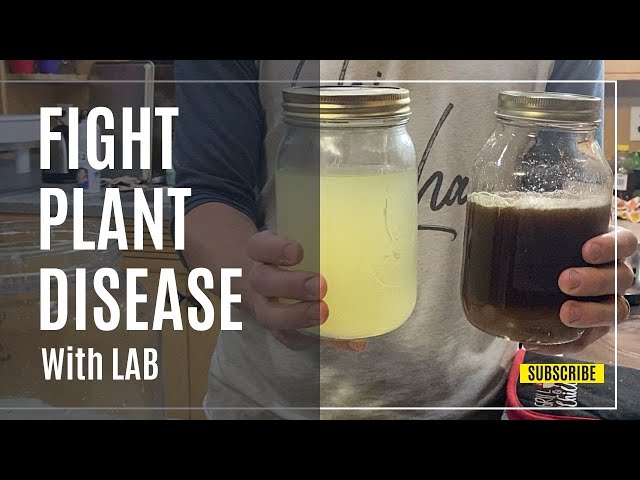 Lactic Acid Bacteria (LAB): How to Make and Use