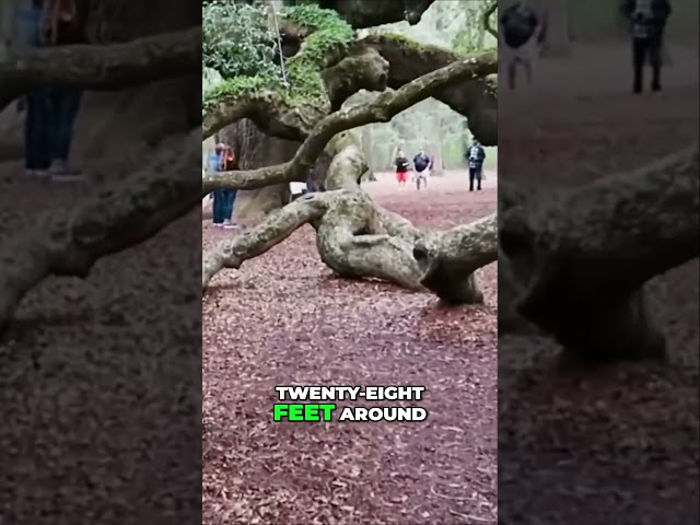 The Majestic Angel Oak A Natural Wonder Standing for Centuries