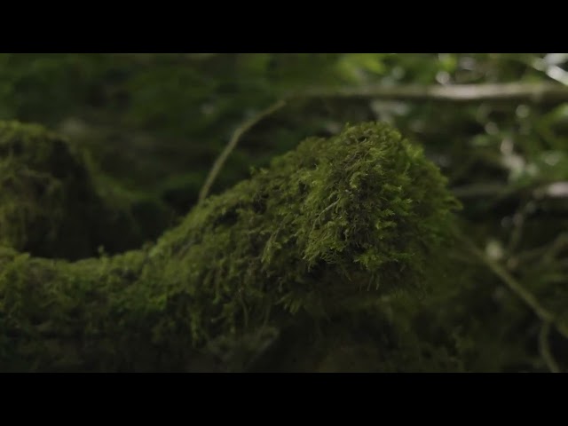 Hybrid Minds, homesick & D38 - Bored
