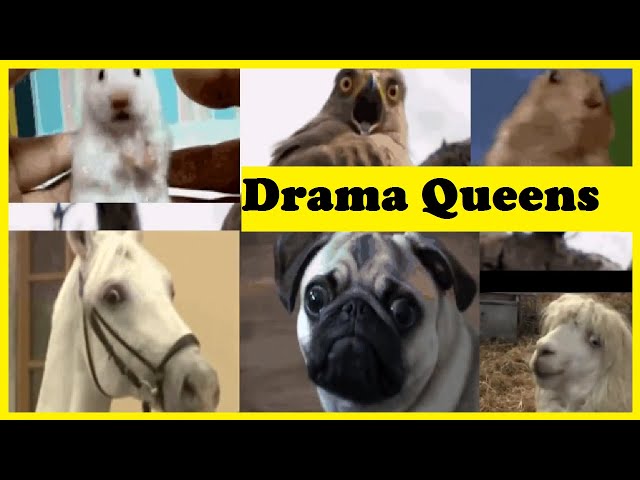 How to make a Dramatic scene (Animal Edition)