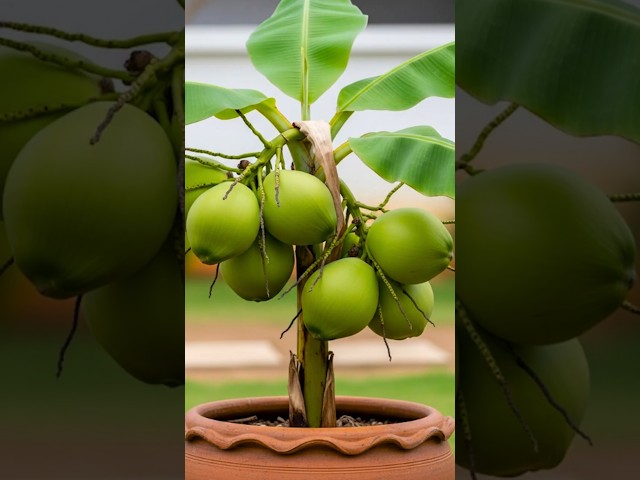 🌱 How to Grow Coconut Tree from Fruit at Home | Step-by-Step Guide