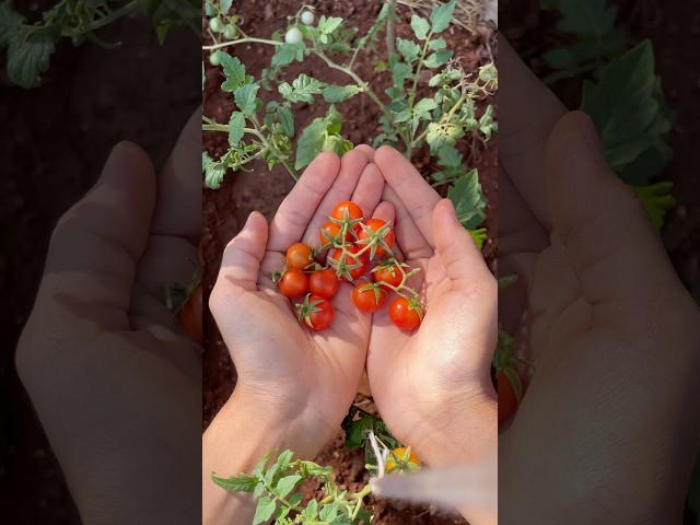 How To Grow Cherry Tomatoes #shorts