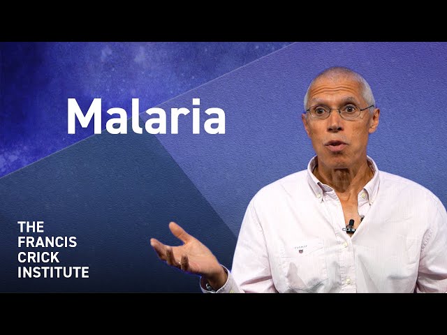 How Malaria Infects Your Blood – with Mike Blackman