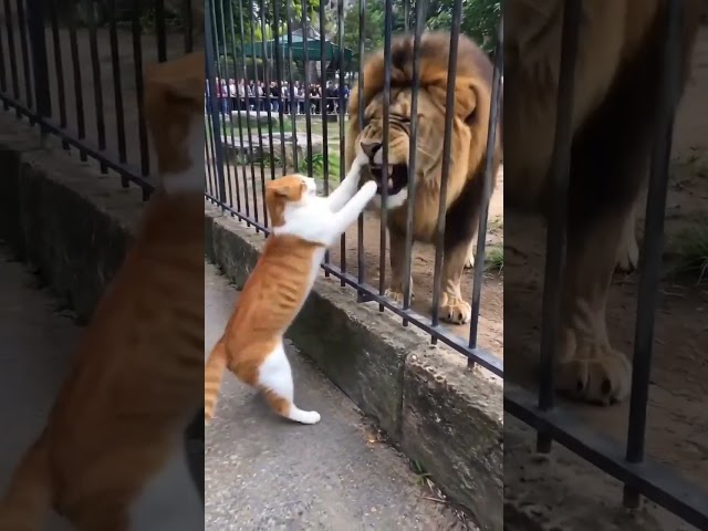 Don’t underestimate the power of a house cat! – News54