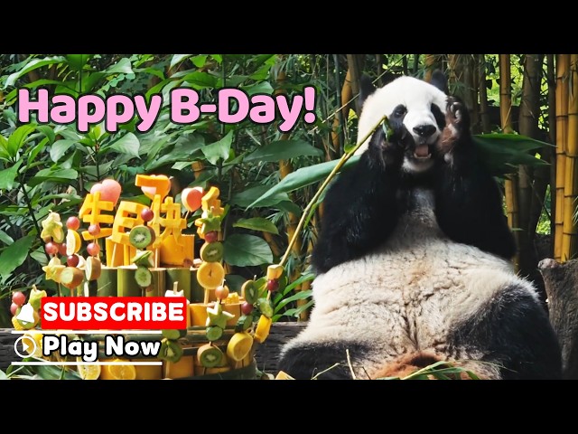 Someone Gets Ultimate Birthday Feast | iPanda