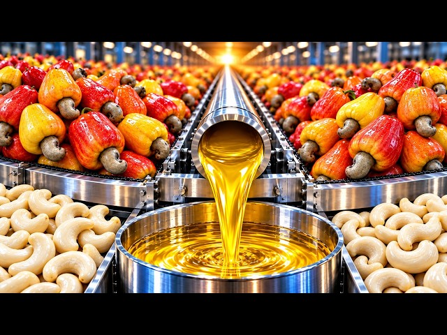 How Thousands of Fresh Cashews Are Transformed Into Pure Golden Oil (Full Process)
