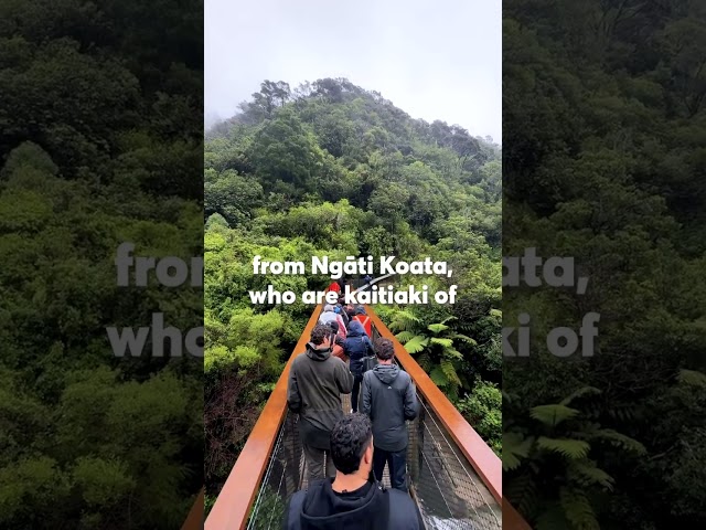 Tuatara release - Brook Waimārama Sanctuary 2024