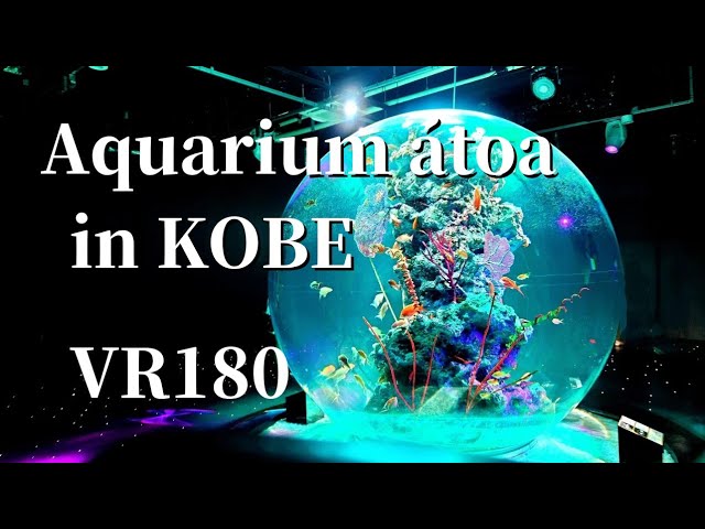 [VR180 3D] Aquarium at Atoa in Kobe 02