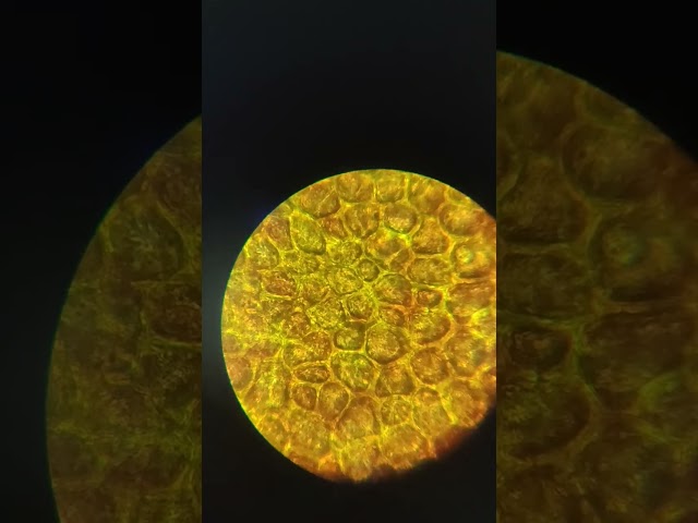 Tomato in  Microscope #microscope#tomato#biology#shorts#myprojects