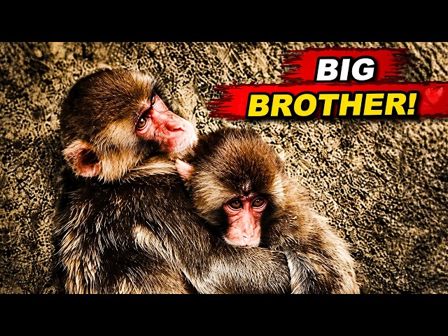 Punch Used to Cry Alone. Now Every Baby Monkey Runs to Him