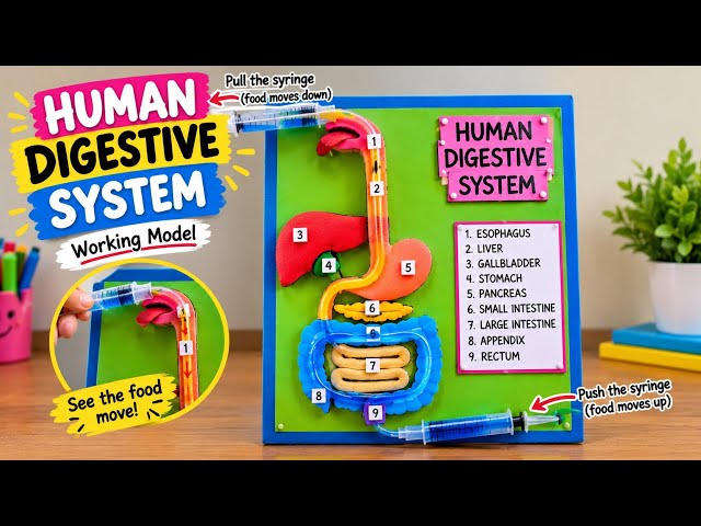 Make a 3D Human Digestive System Working Model fast ! Easy Working Model of Human Digestive System