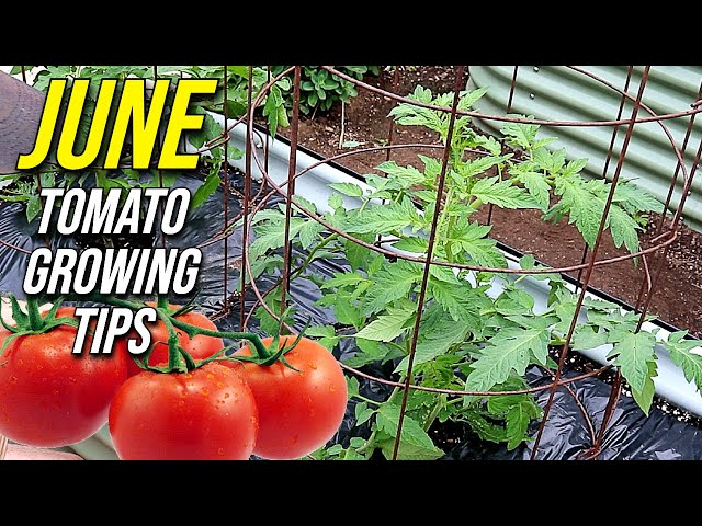 My Top Tomato Growing Tips for June!