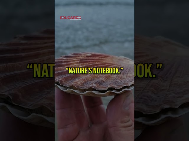 The Ocean’s Secret Library: Nature’s Diary in Seashells #tem #OceanScience #Seashells