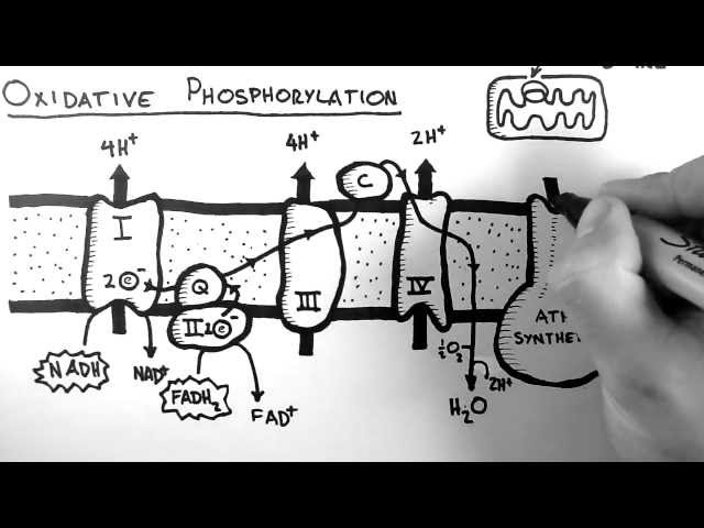 Cellular Respiration 5 - Oxidative Phosphorylation