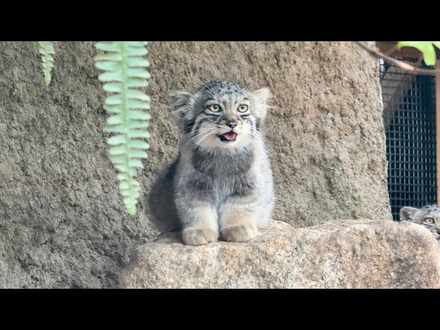Meet 5 Fluffy Pallas’s Cat Kittens in Japan!🐾