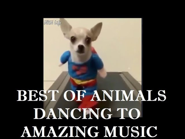 Best of Animals dancing to Epic music - Must Watch