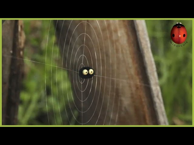 The Wicked Web | Minuscule