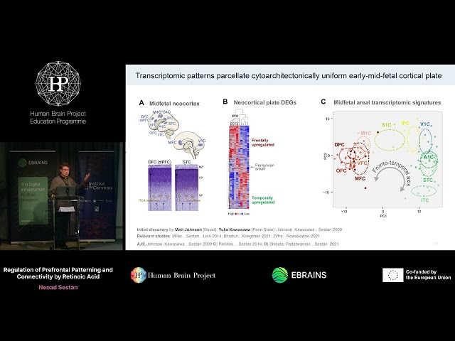 Nenad Sestan - Regulation of Prefrontal Patterning and Connectivity by Retinoic Acid