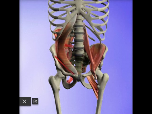 Muscle weakness & LBP