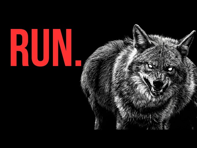 Why You Should Be Terrified of Coyotes