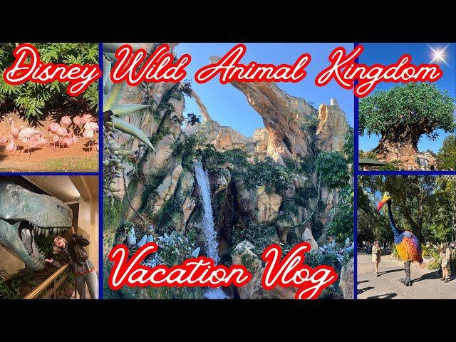 DISNEY WORLD ANIMAL KINGDOM COME WITH US🐘MAGICAL DAY at ANIMAL KINGDOM #new #video