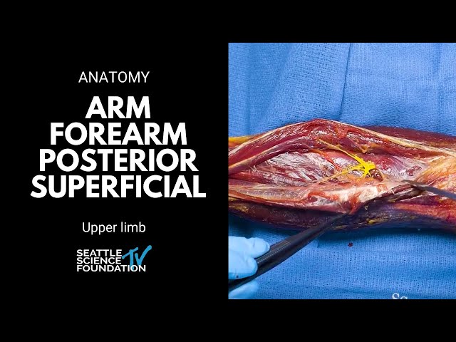 Upper limb: arm forearm posterior superficial