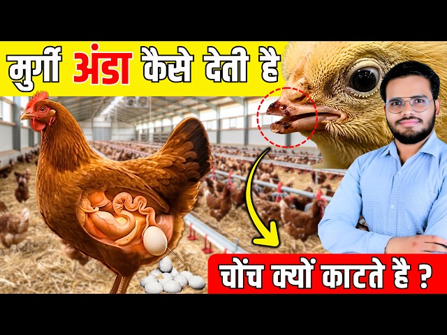 Egg 🥚| Veg or Non - Veg? | Harmonal Injection Expose | science Of egg and Fake egg| 