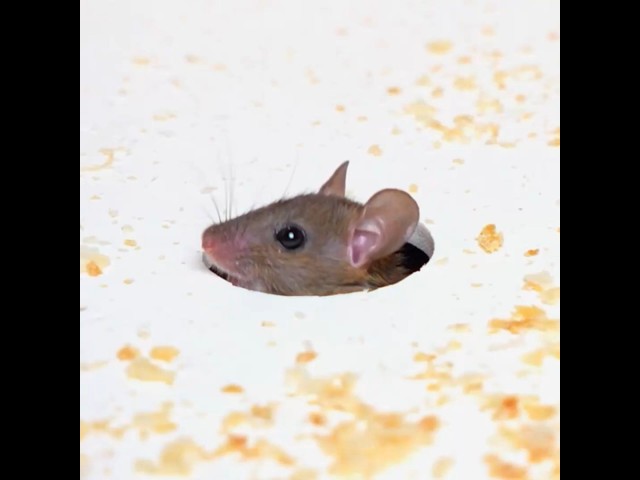 ULTIMATE Cat TV: Tow 🐀 REAL Mouse Hole GAME for Cats | Feline Enrichment