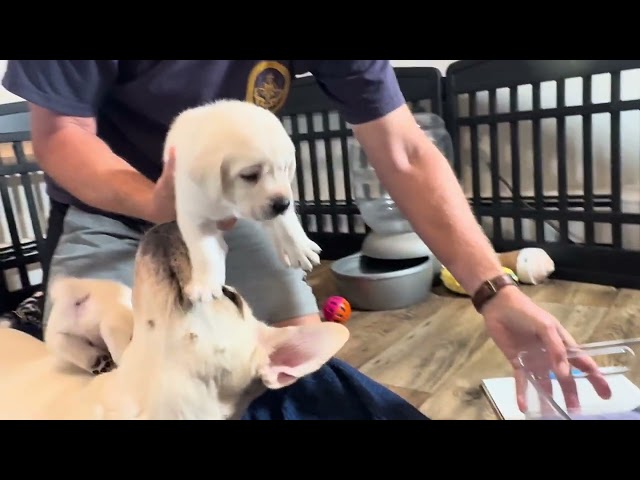 9 Cute Lab Puppies tip the scales on Day 26 of life!  Wiggles galore!