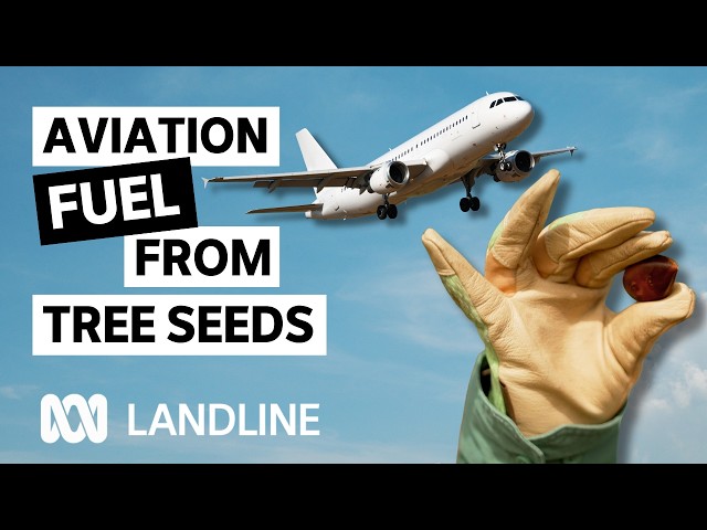 Why farmers are planting oil trees on grazing land | Landline | ABC iview