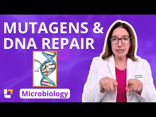 Mutagens & DNA Repair: Microbiology Genetics Pre-Nursing / Med & Health Field Careers | @LevelUpRN