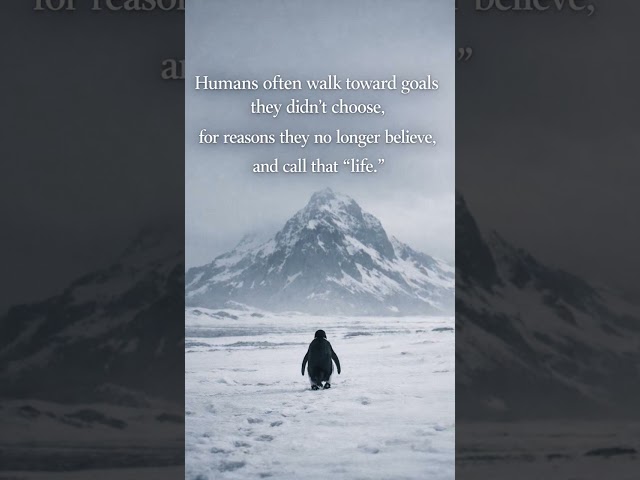 #penguin