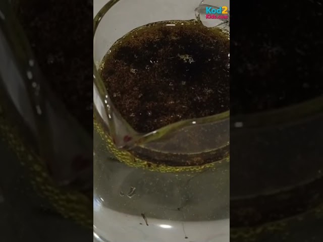 Oil + Water + Colours = Colour Explosion!  | Amazing Science Experiment #Shorts