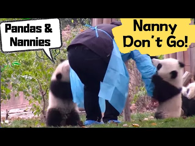Panda Cubs Won't Let Nanny Go | iPanda
