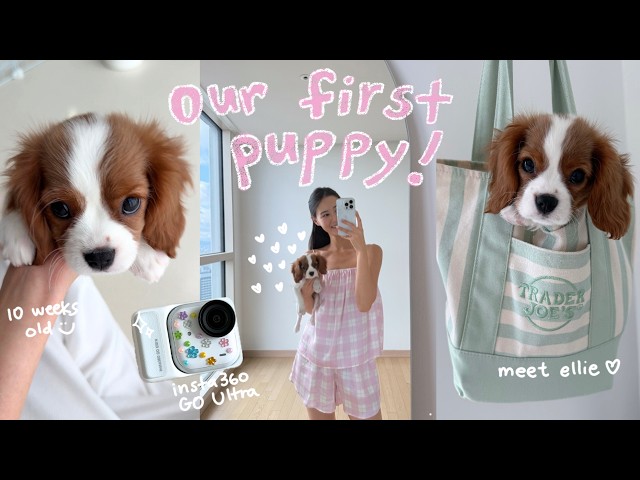 we got a puppy!!! 🐶🎀💕