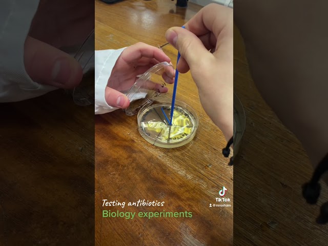 #biologyrevision investigating antibiotics
