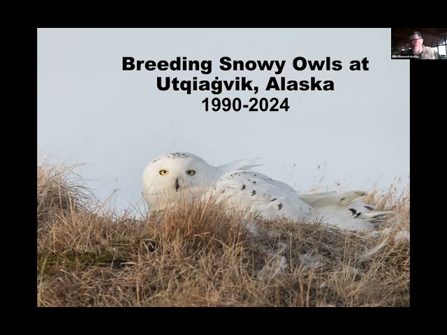 Nature Program Series: Snowy Owls with Denver Holt