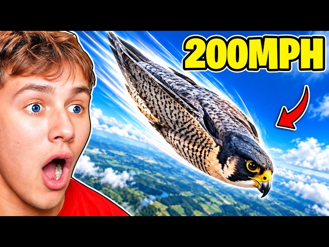 What Is the FASTEST Bird in the World?