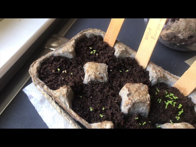 C.O.D.E. Green: Elevated Garden Bed