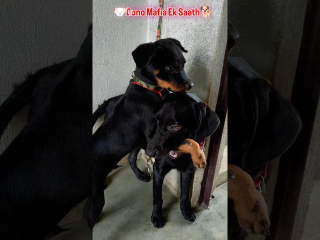 Personal Hathiyar💀☠️#labrador🐕#rottweiler🐶#dog#trending#shorts#viral#ytshorts#love#cute#pets#animals