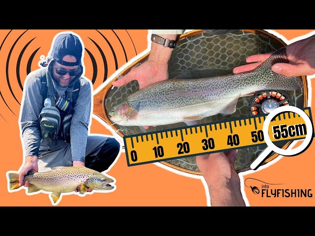 HUGE TROUT From a BIG River (Bulgaria Fly Fishing)