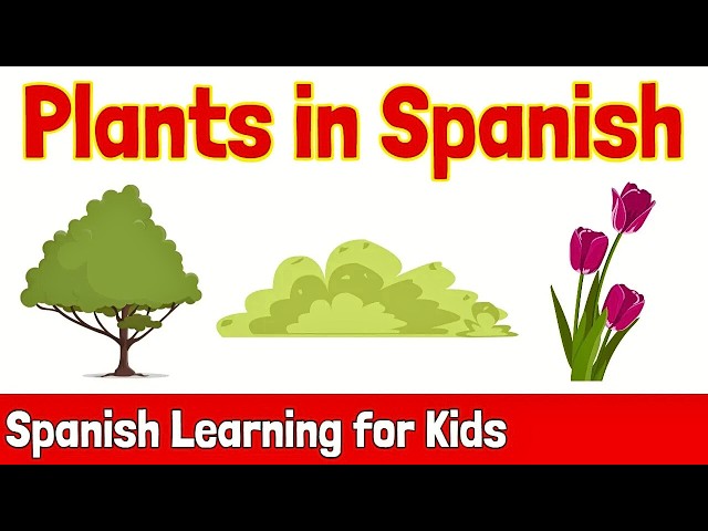 Plants in Spanish | Spanish Learning for Kids